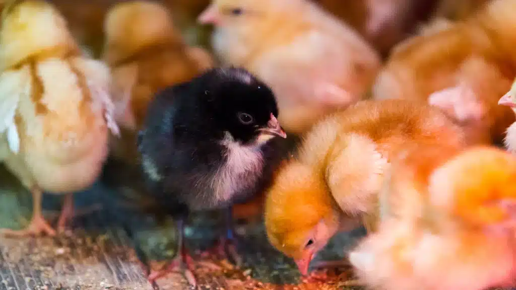 chicks in hatchery