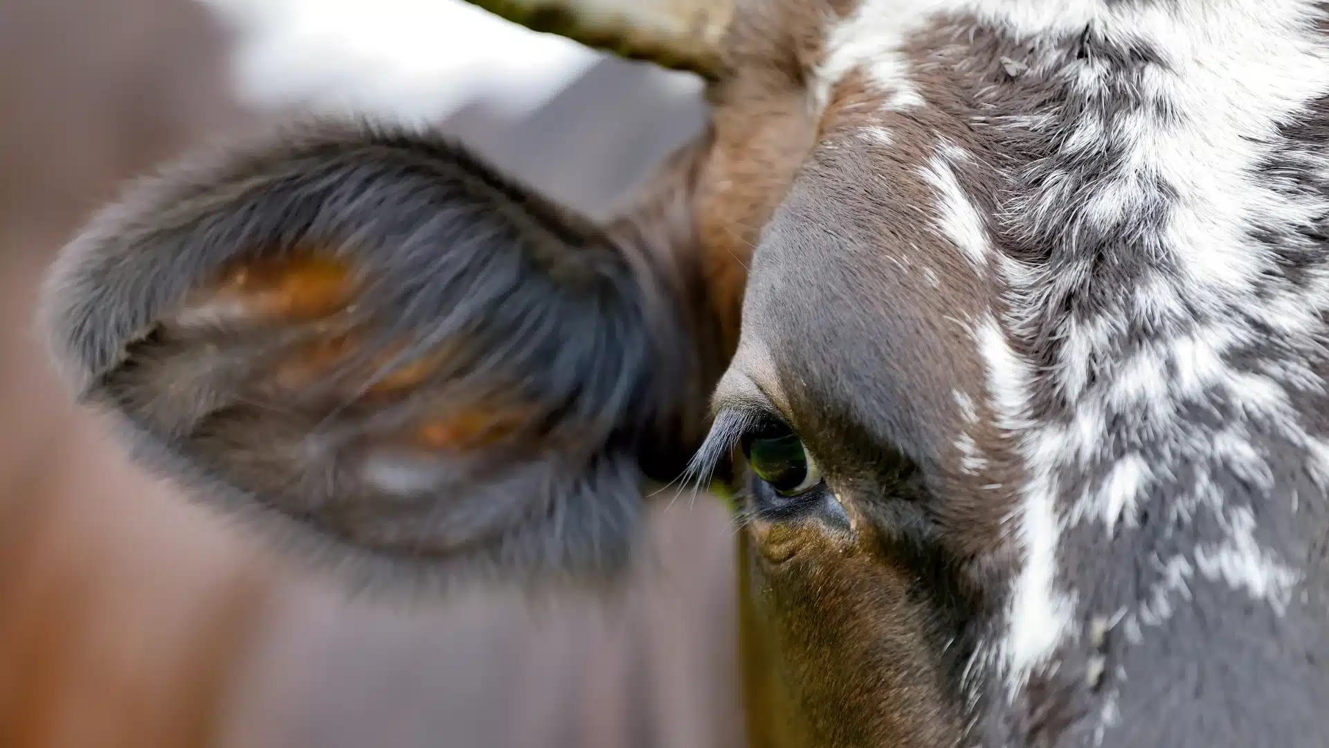 close up of cow's eye