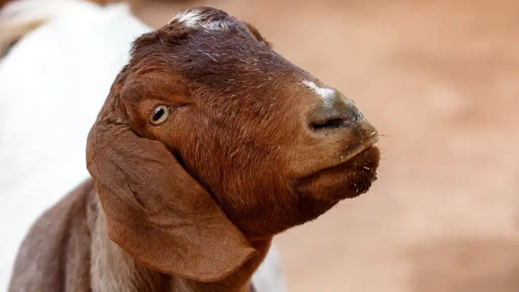 close up of goat face