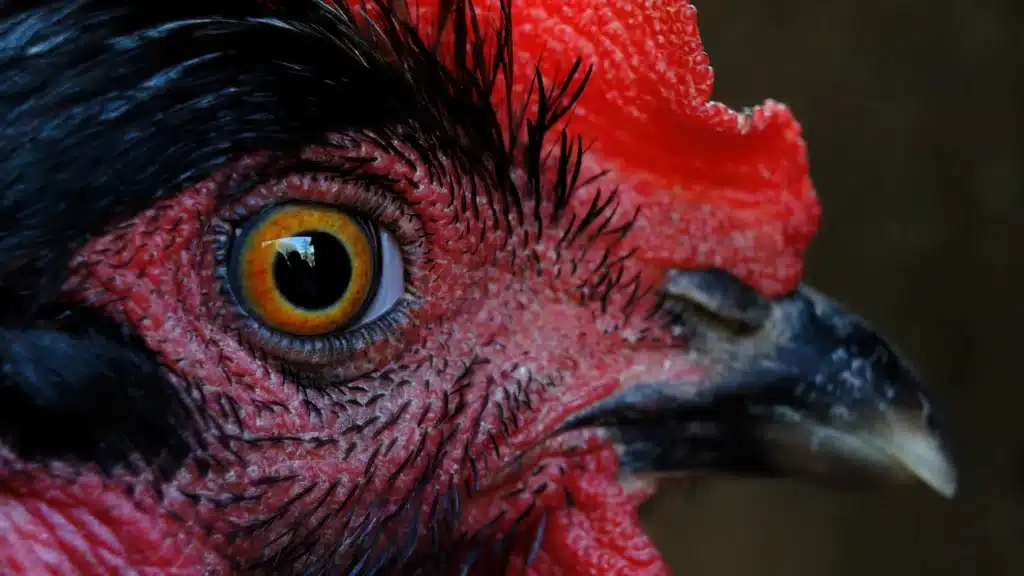 closeup of chicken eye