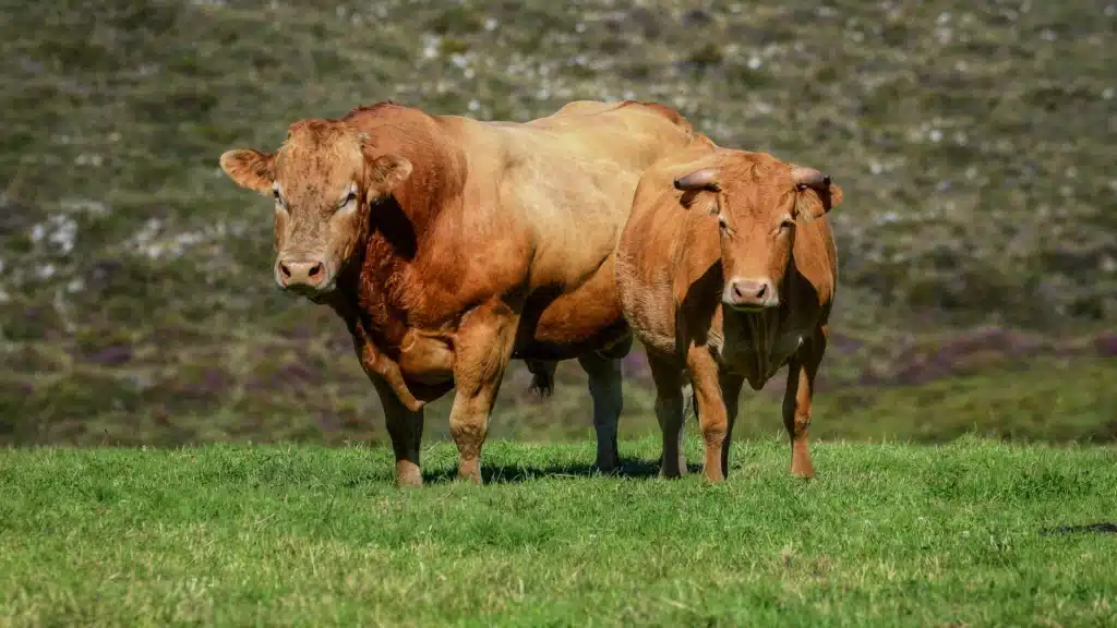 a couple of large cows