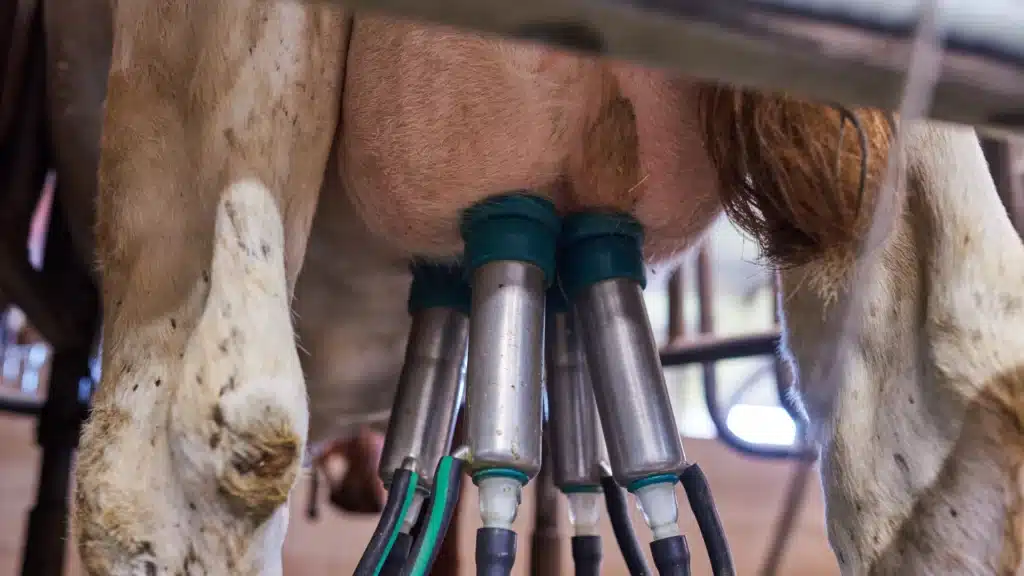 cow connected to milking machine