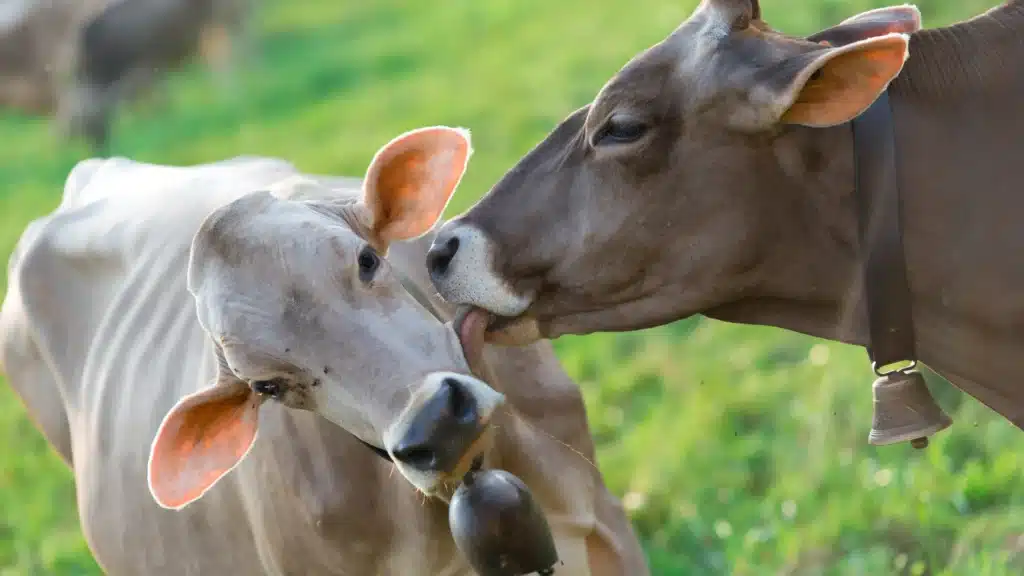 cow licking her friend