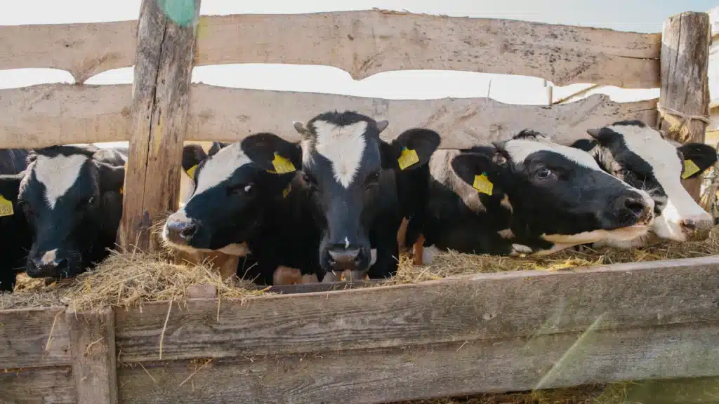 dairy cows behind fence
