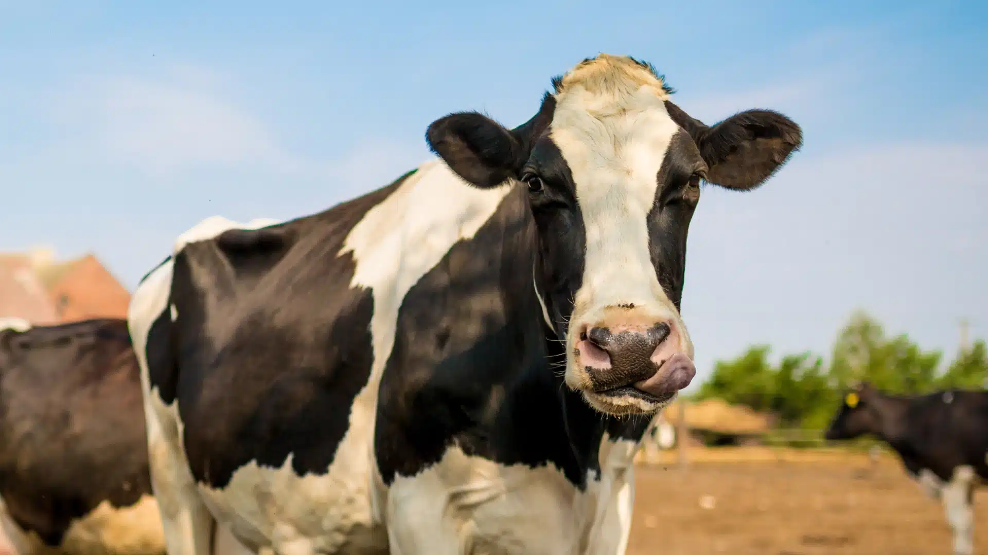 dairy cow