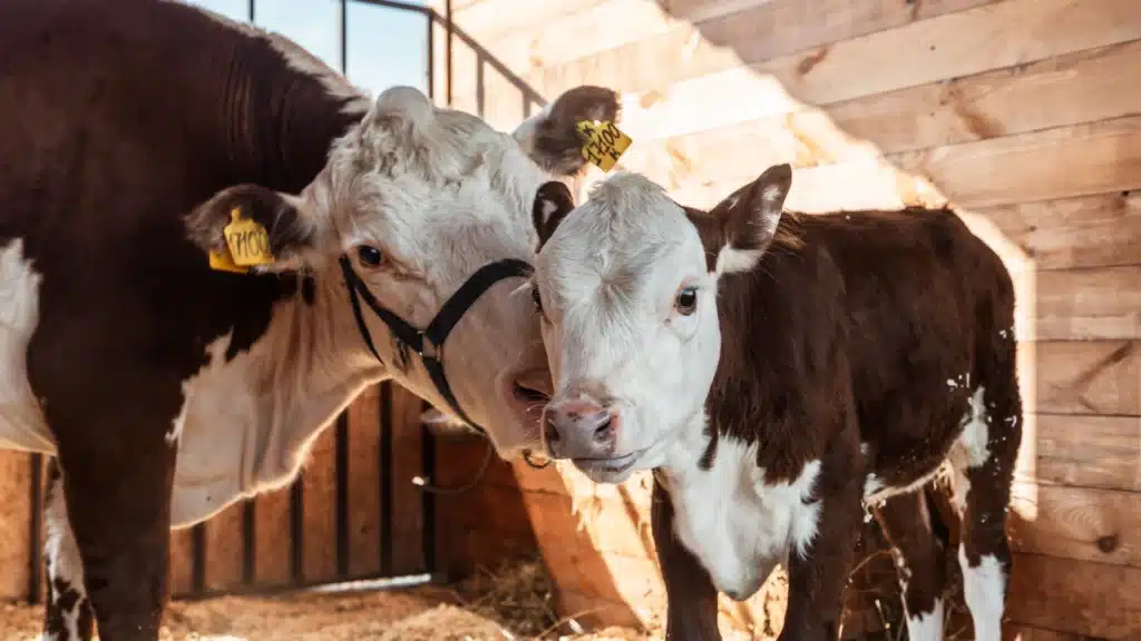 dairy cow nuzzling her calf