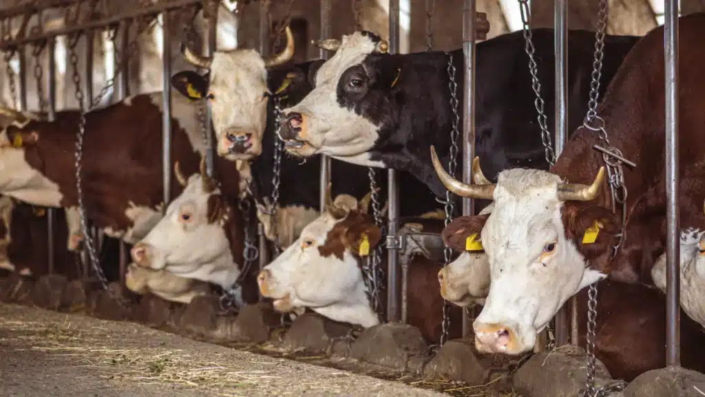 dairy cows chained and behind bars on an intensive dairy farm