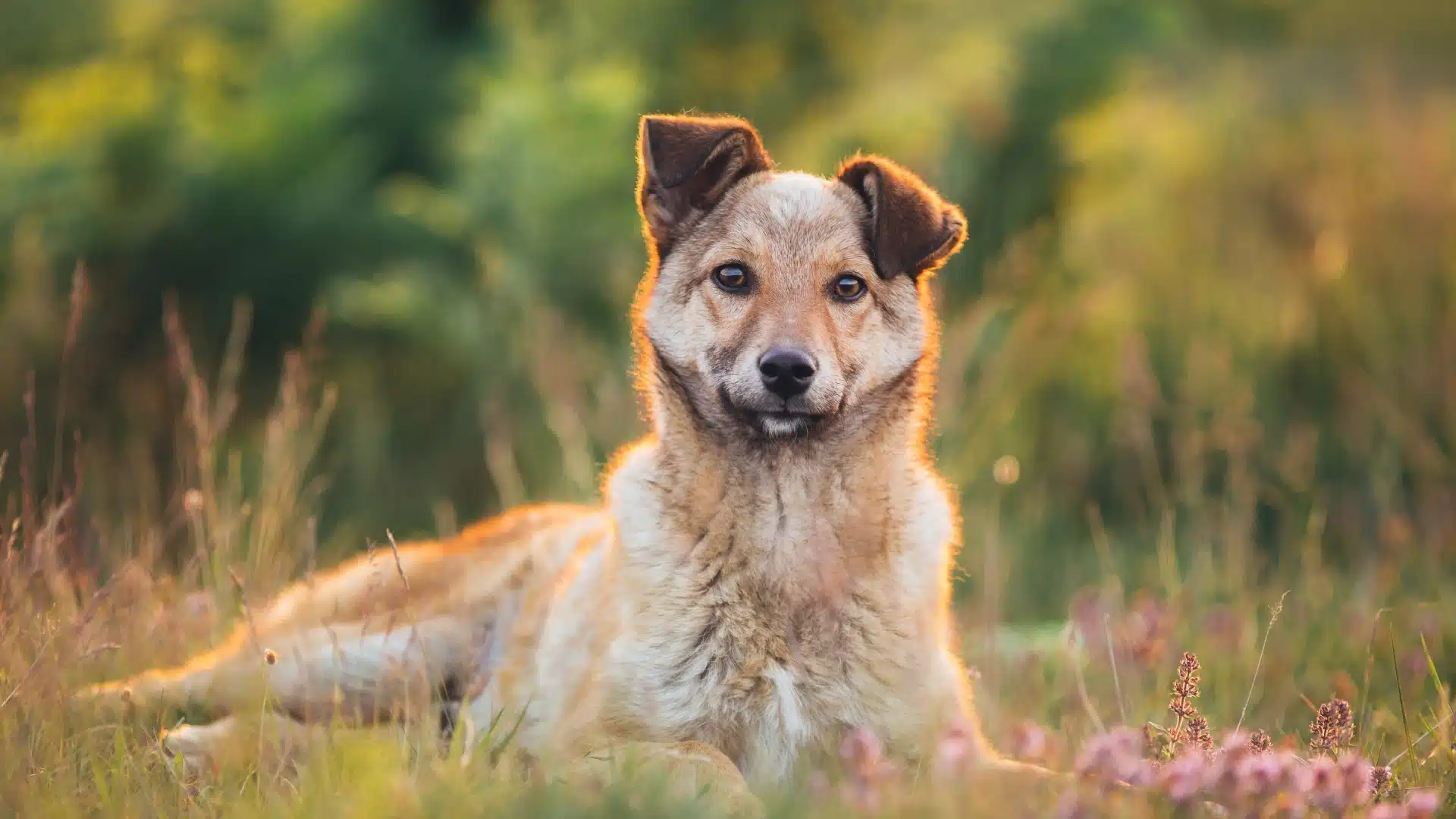 dog lying in a meadow
