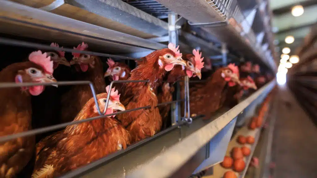 egg laying hens in factory farm