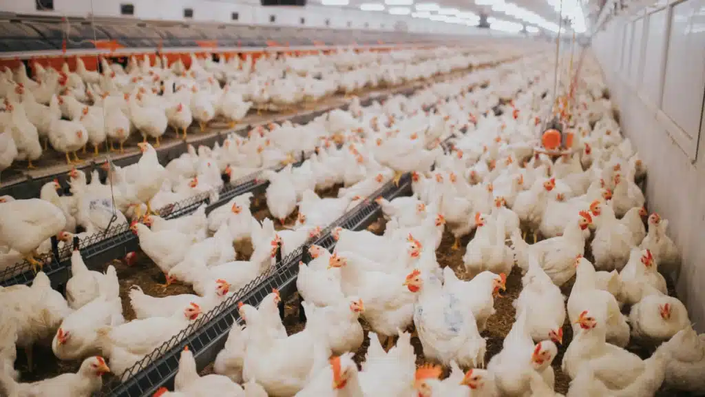 broiler chickens in a factory farm
