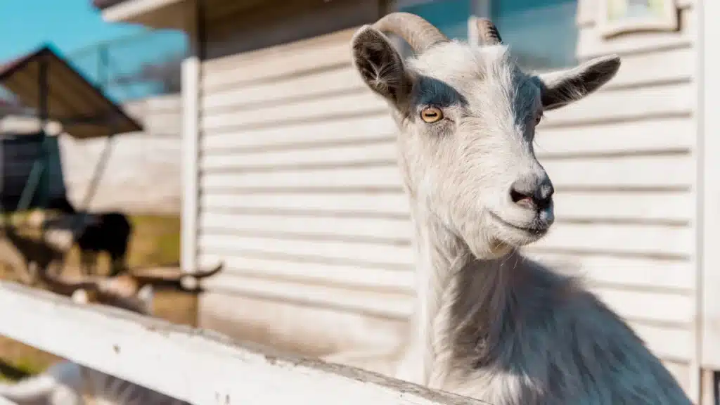 goat planning her escape