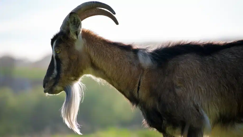 goat with long goatee