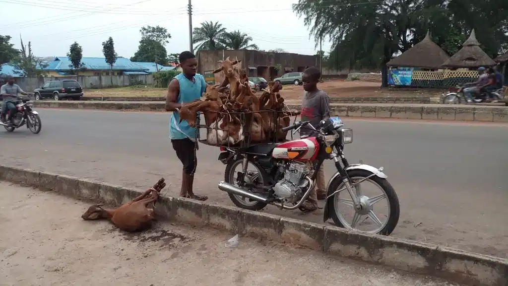 Goats being transported on a motorcycle.