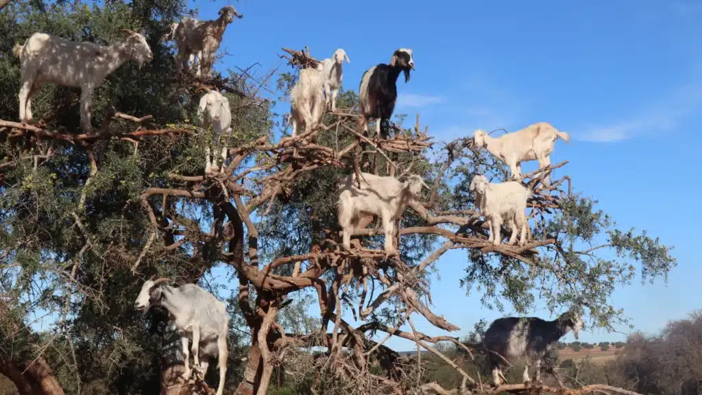 goats in a tree
