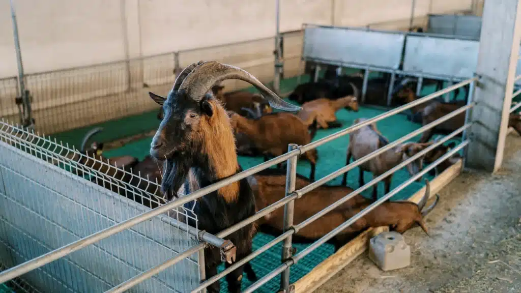 goats in zero grazing dormitory