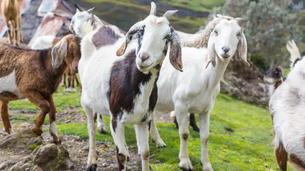 goats on a hil