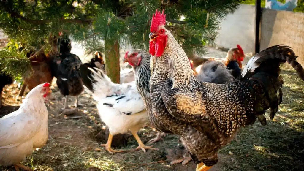 chickens talking