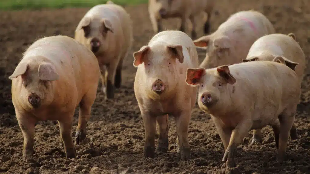 group of pigs