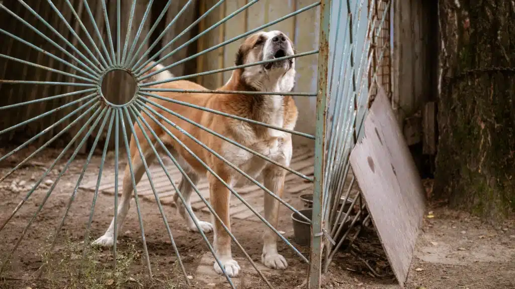 guard dog barking