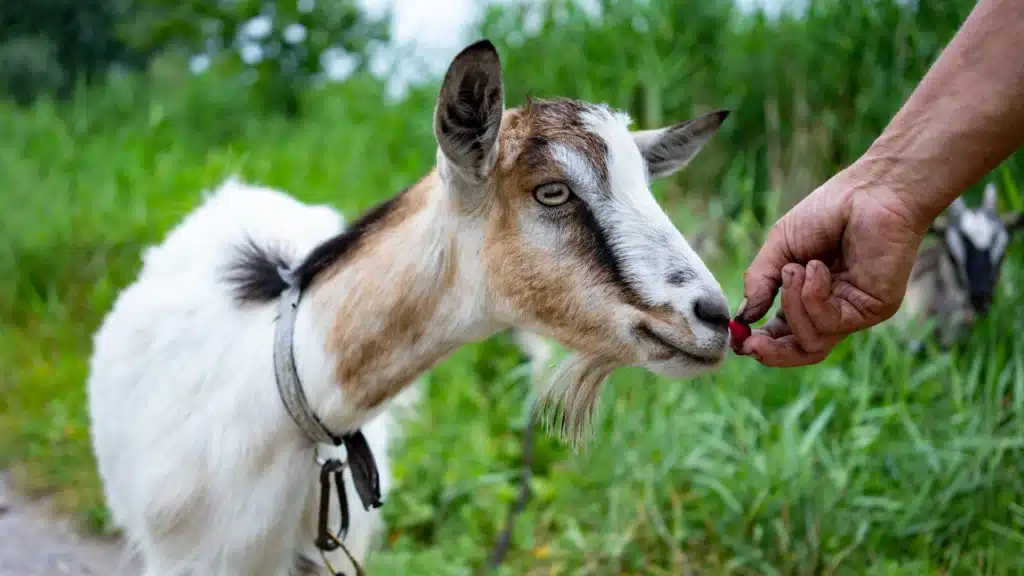 hand feeding a goat