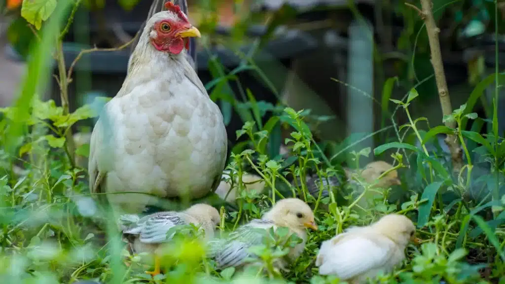 hen and chicks