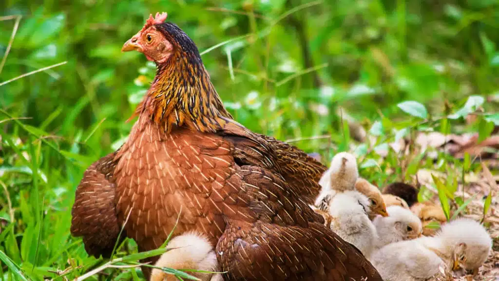 hen sitting with her chicks