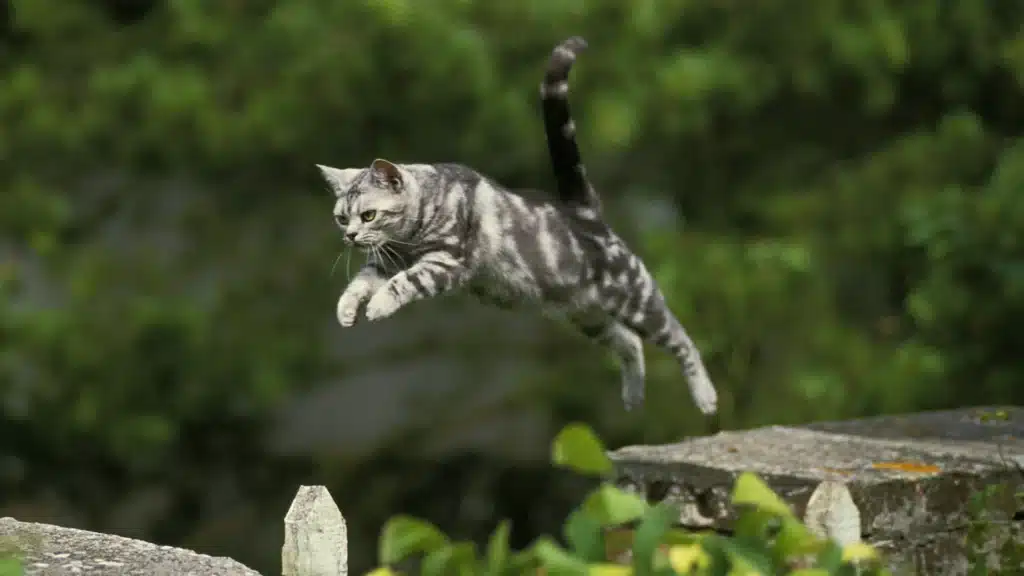 cat leaping through the air