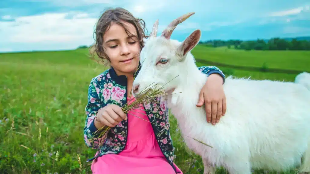 little girl cuddles and feeds a goat