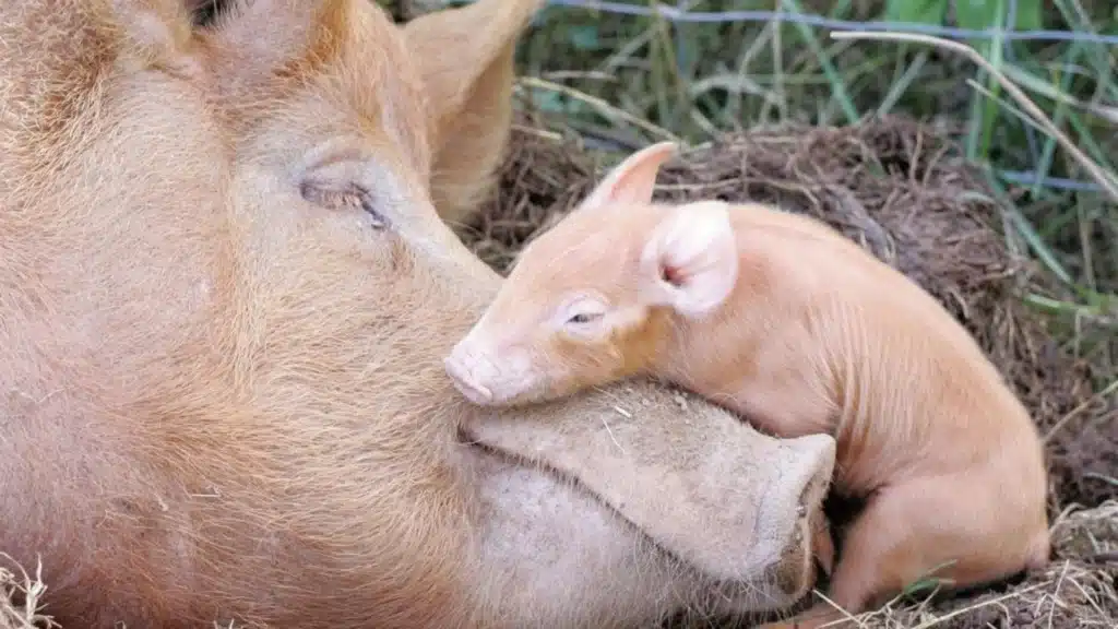 piglet lying on mother's nose