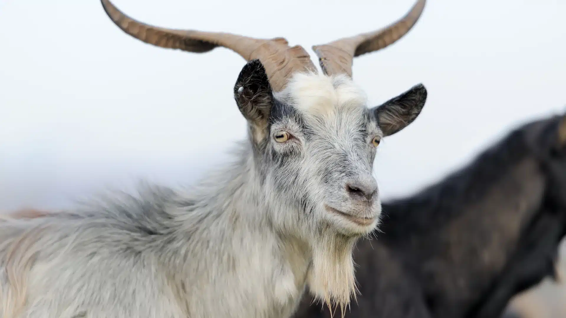 mountain goat looking at camera