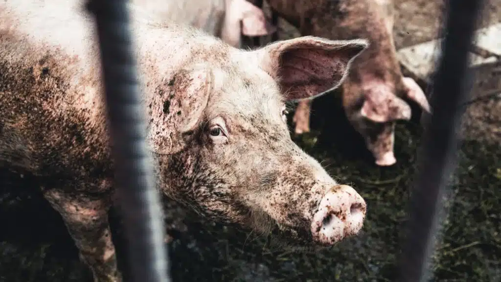pig behind bars