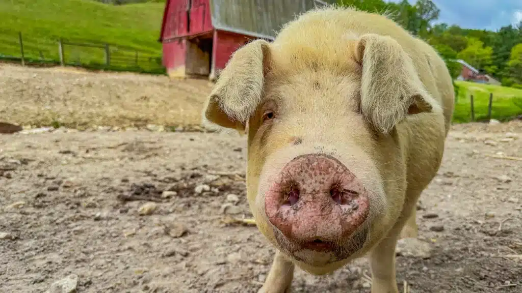 close up of a pig's snout