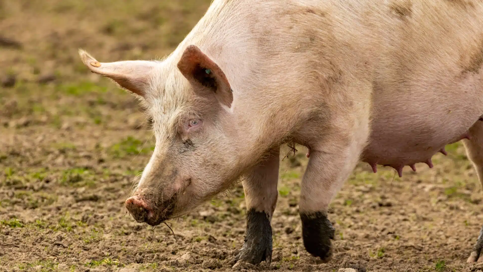 sow in field