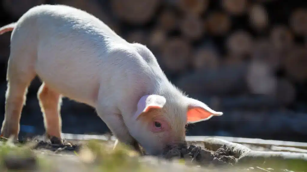 piglet with nose in ground