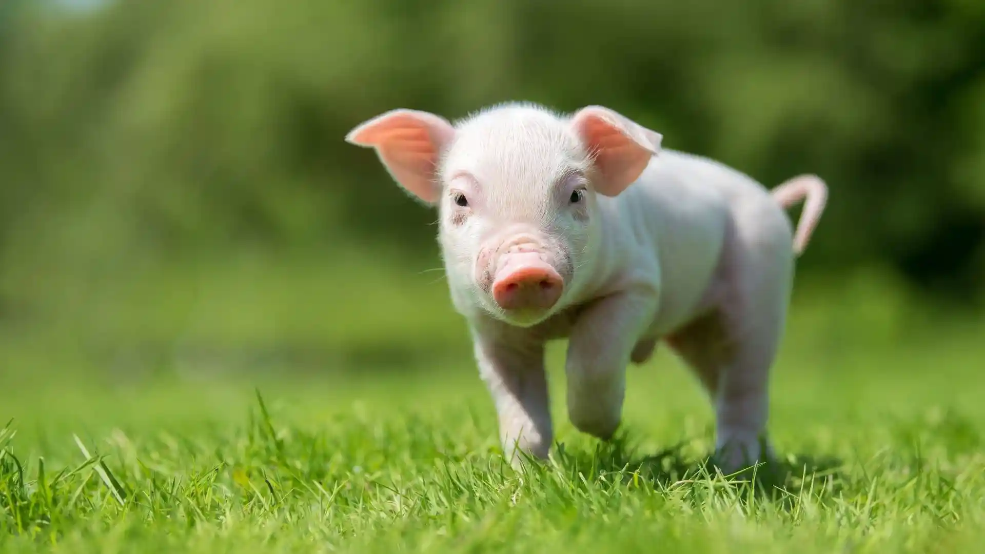 Piglet