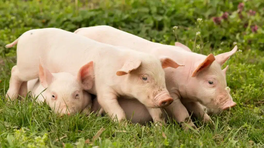 piglets playing in field