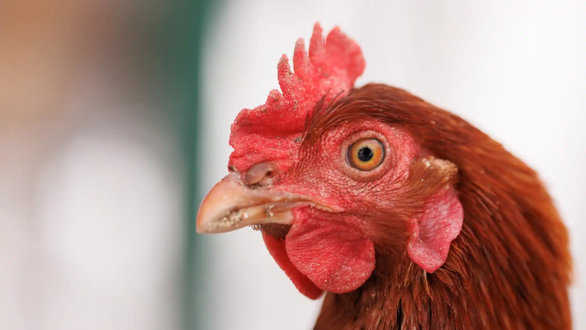 red hen closeup