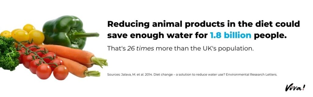 Reducing animal products in the diet could save enough water for 1.8 billion people.