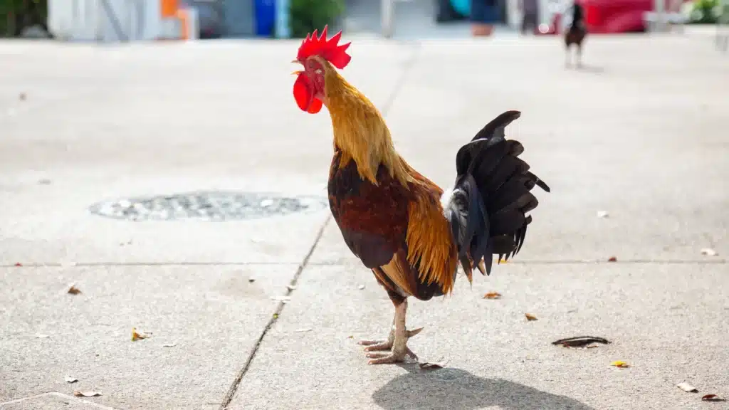 rooster crowing