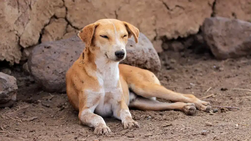 semi feral dog in village