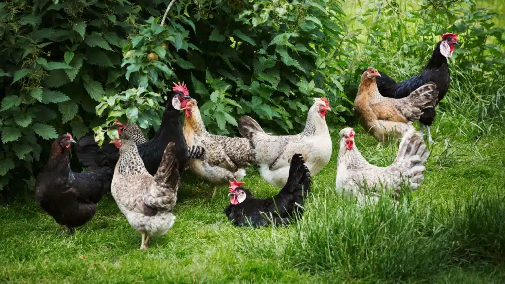 small flock of chickens in garden