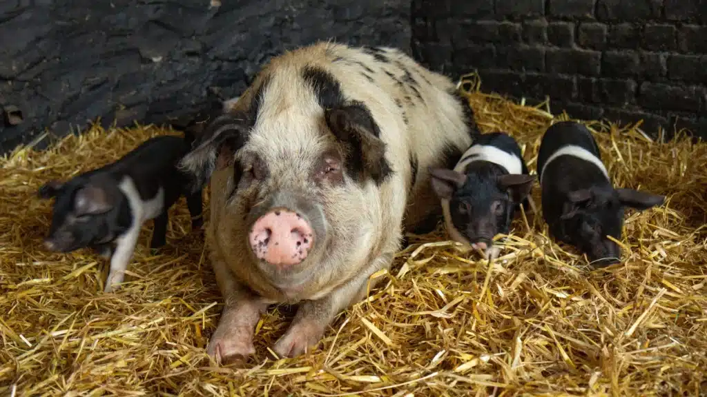 sow and piglets in barn