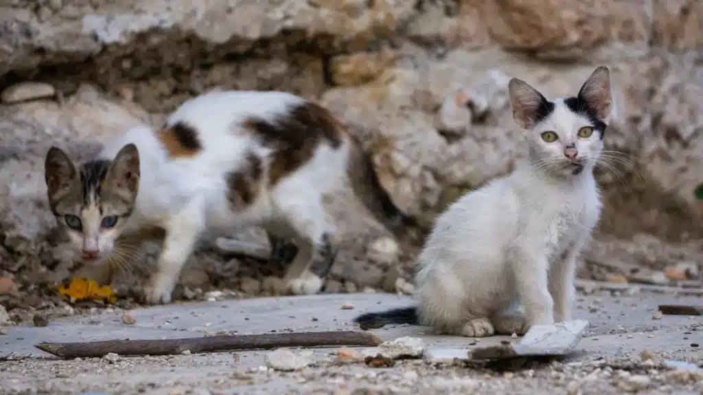 two stray kittens