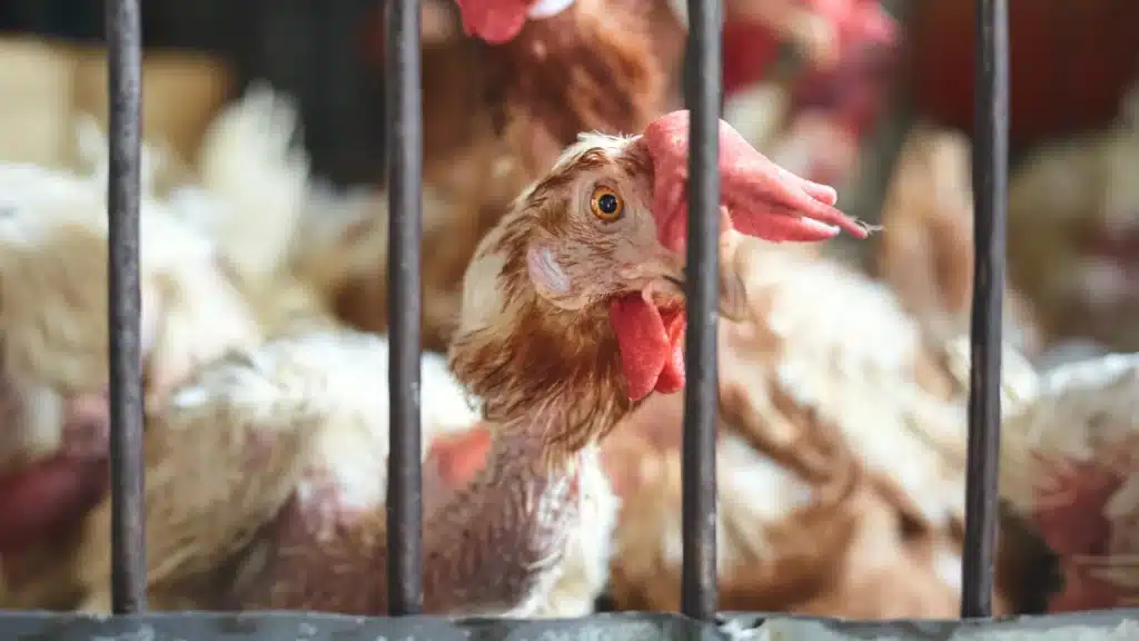 chicken with feathers pecked out