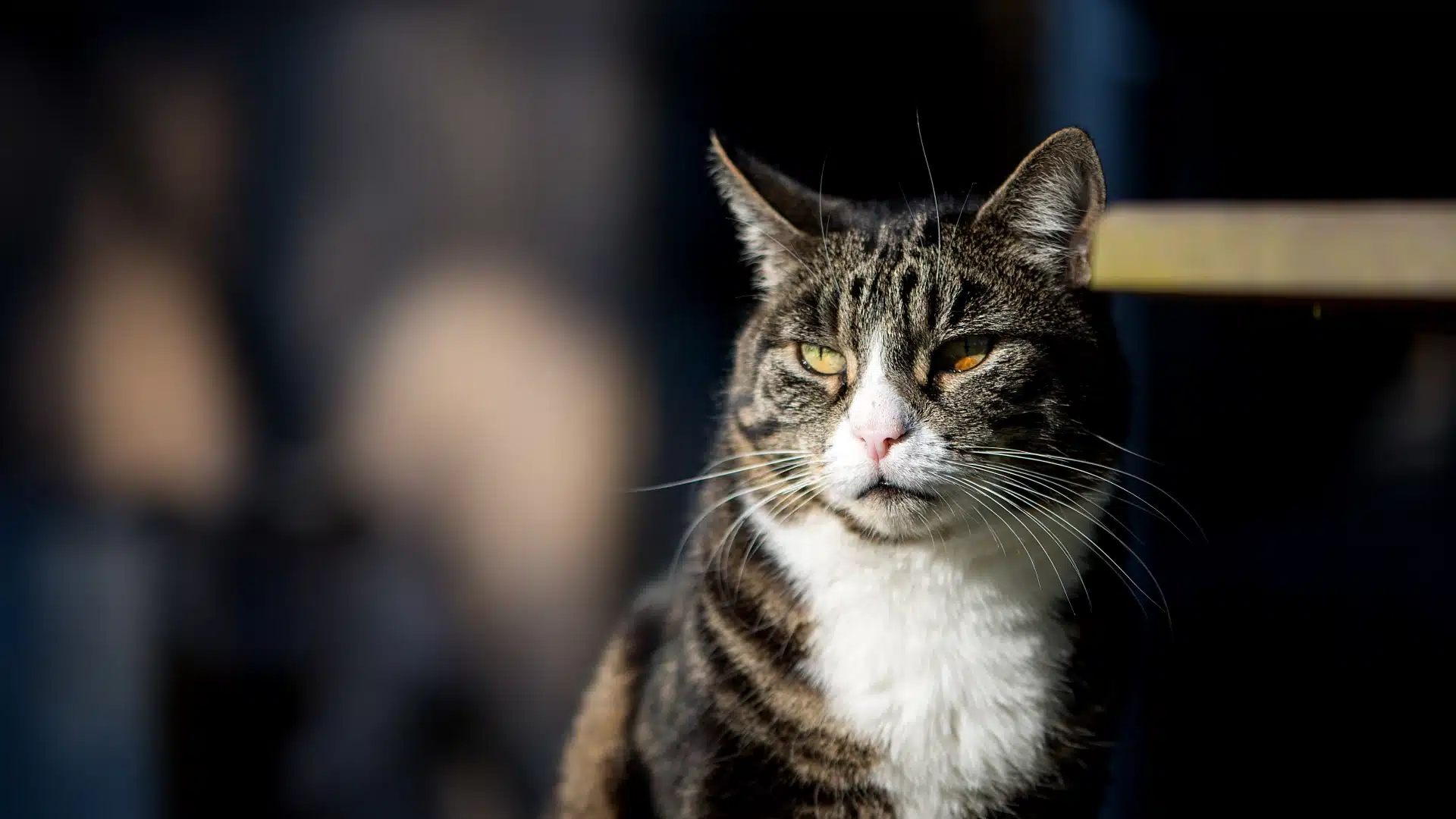 tabby cat portrait