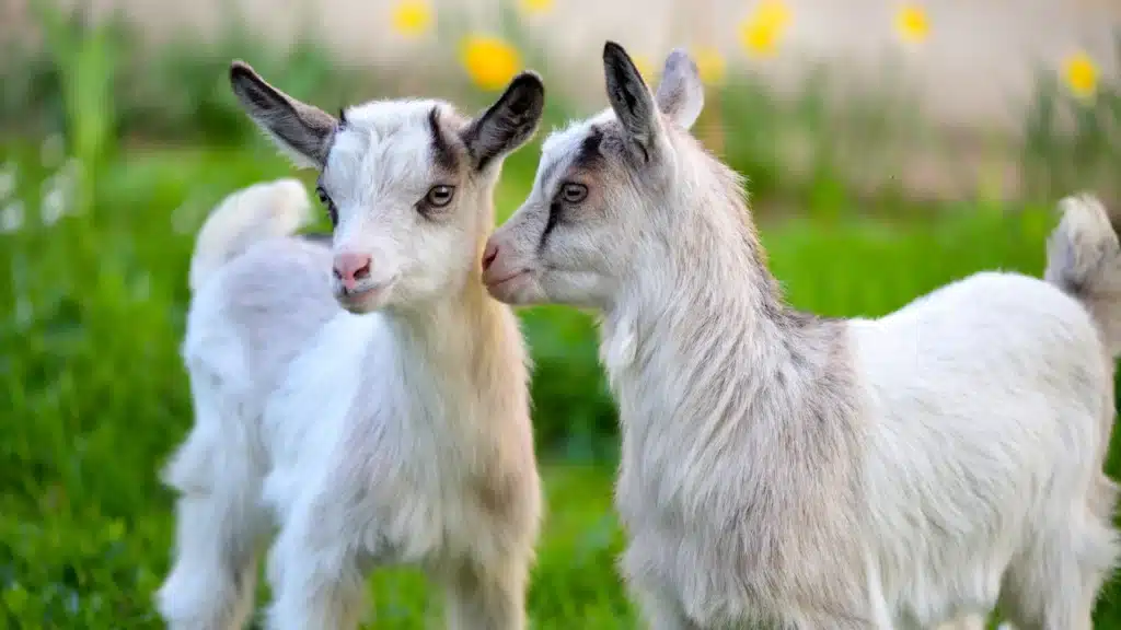 two cute goat kids
