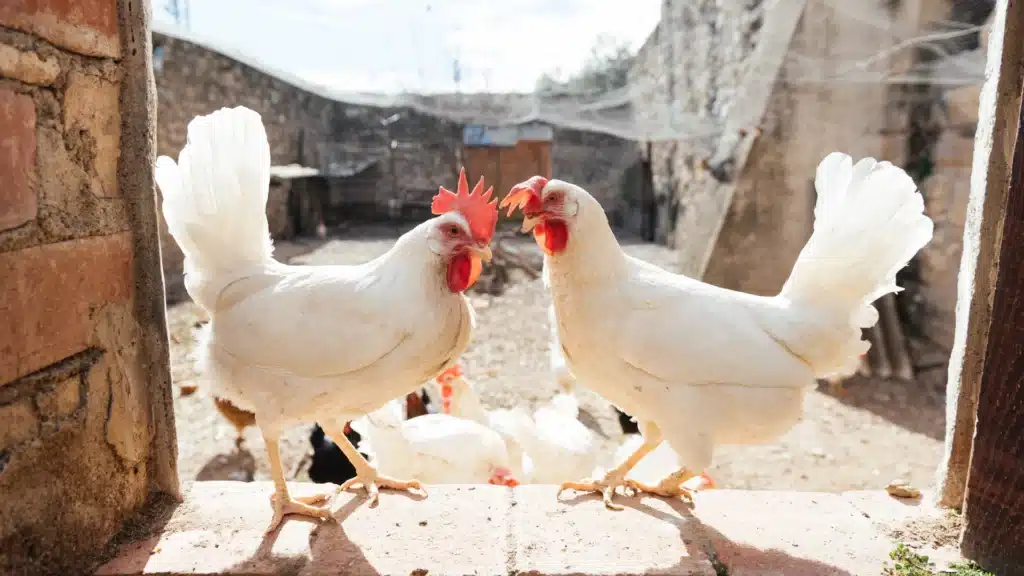 two white chickens looking at each other