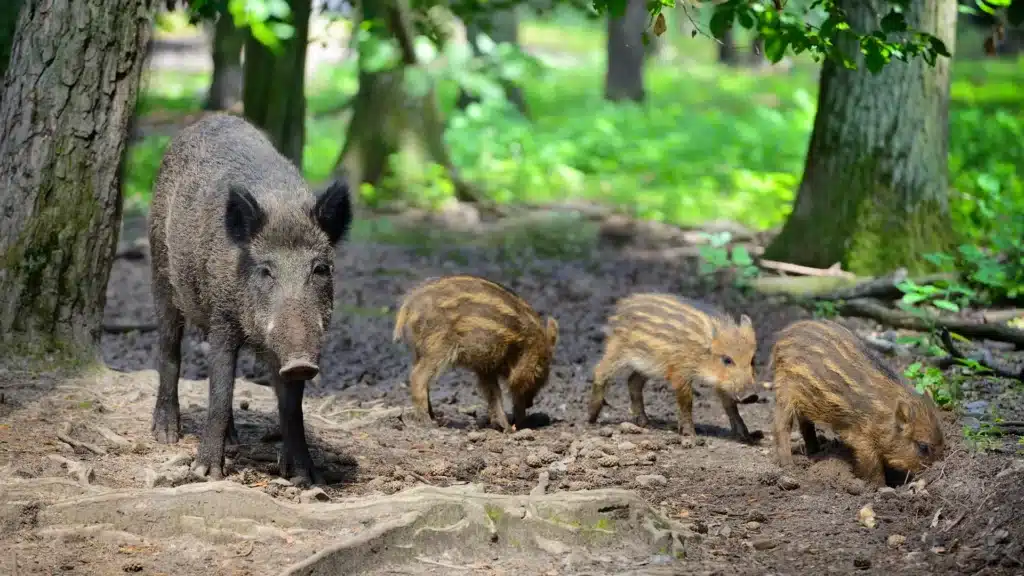 wild boar family