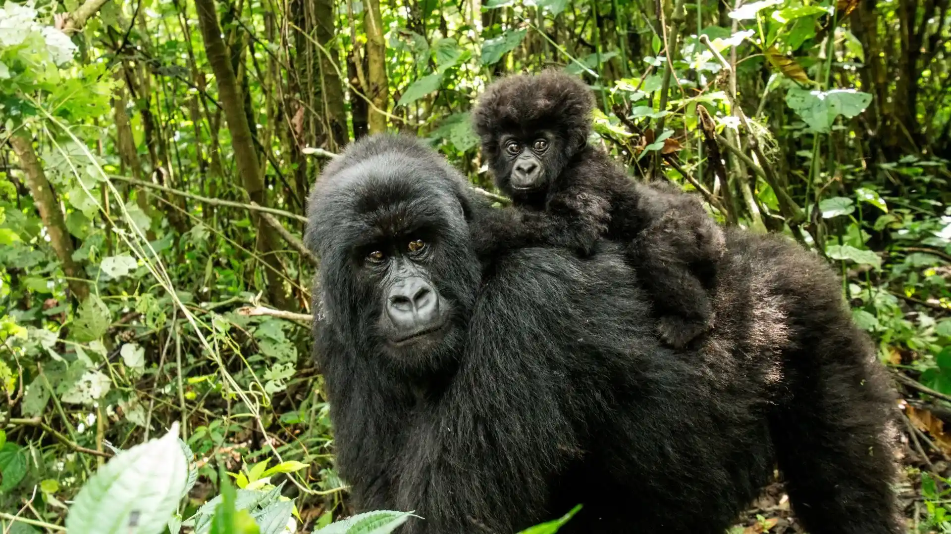 Gorilla Appeal 3
