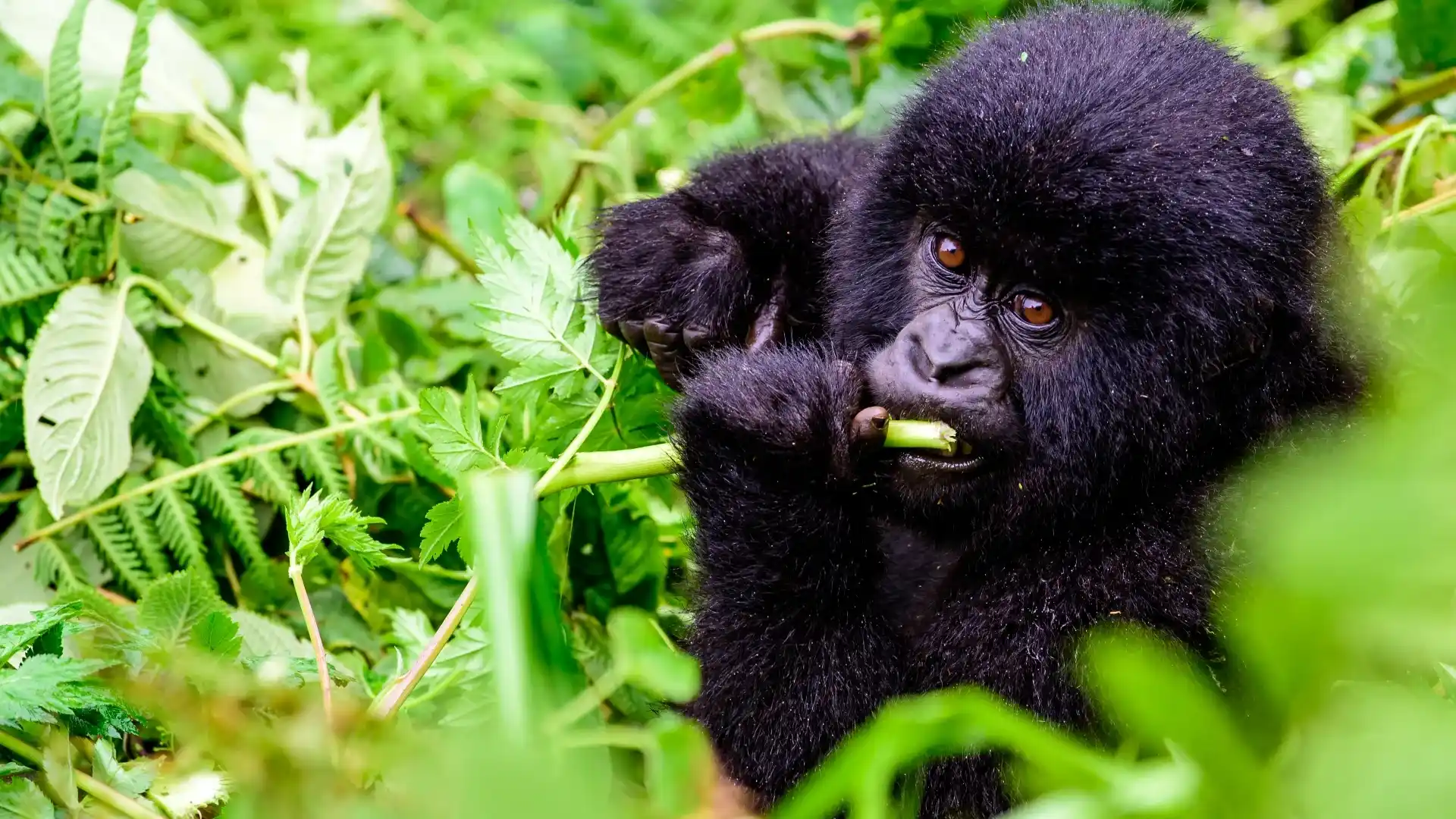 Be a Gorilla Defender
